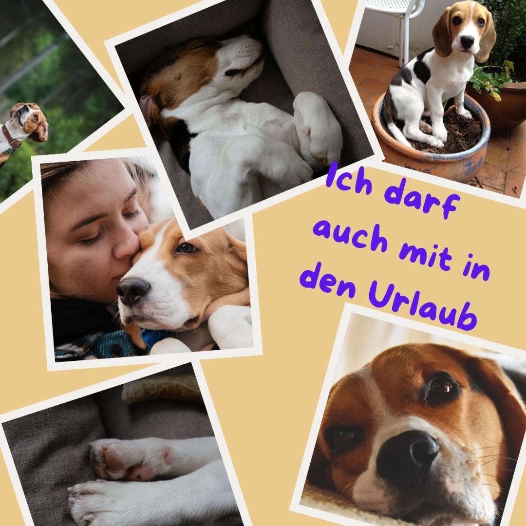 Sehr Beliebt! Ferienhaus Zur Donau 허버팅언 외부 사진